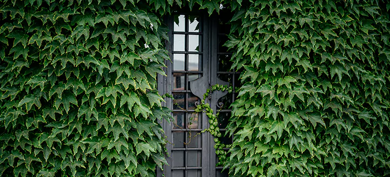 Garden Gate Repair in Santa Rosa, CA