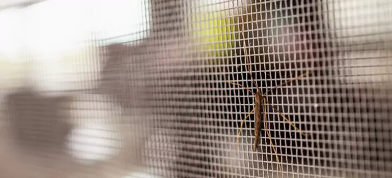 Repair Mosquito Mesh For Windows in Santa Rosa, CA